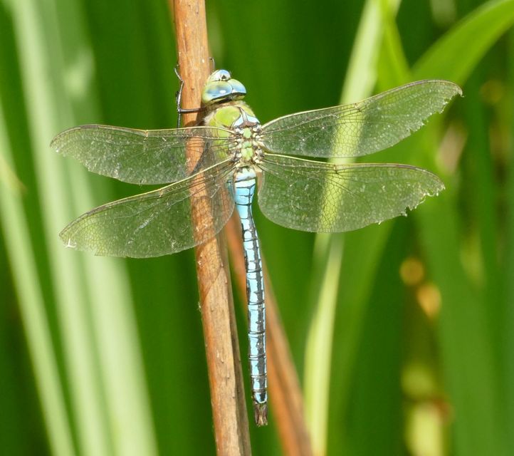 Anax imperator - zöld óriásacsa