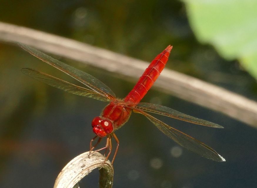 Crocothemis erythraea - skarlát szitakötő