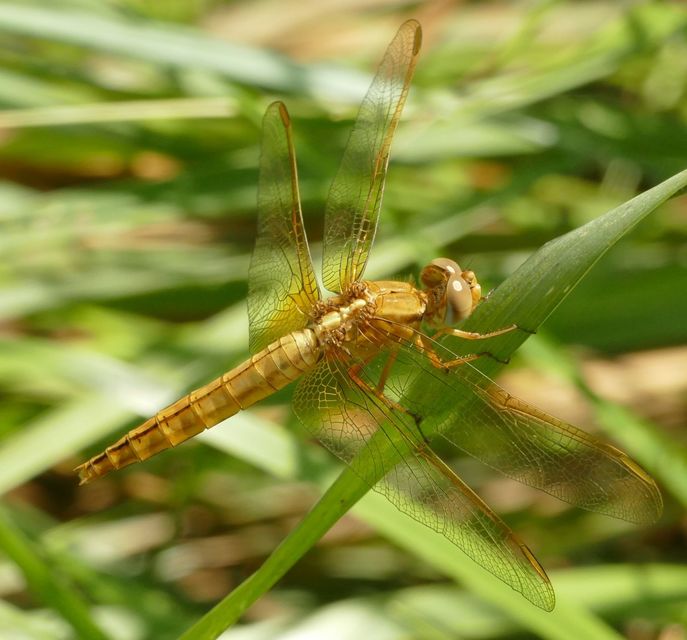 Crocothemis erythraea - skarlát szitakötő