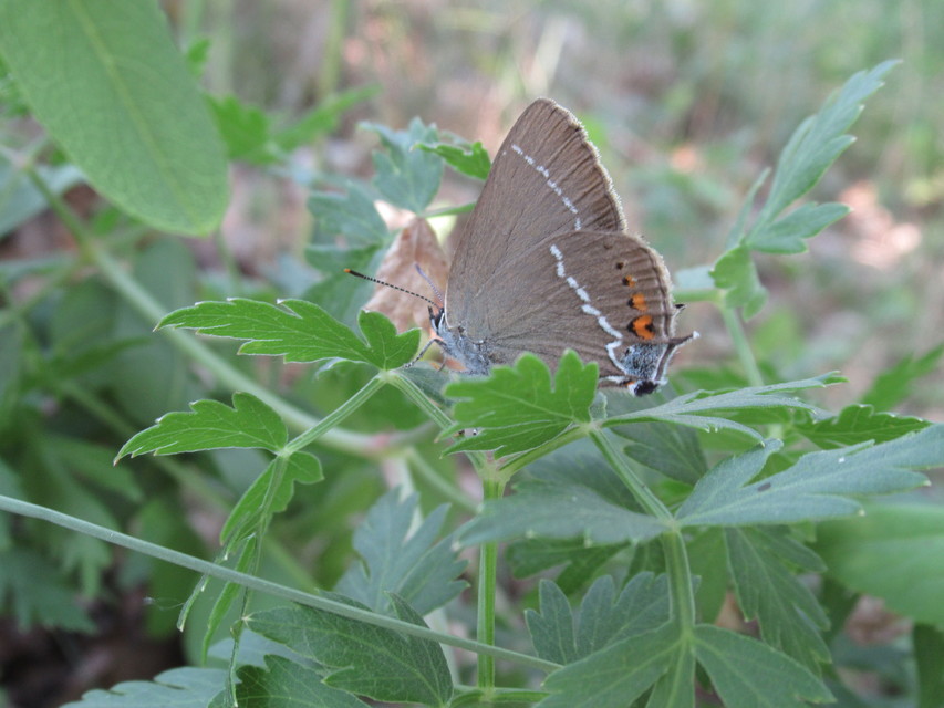 Satyrium spini - kökény-csücsköslepke