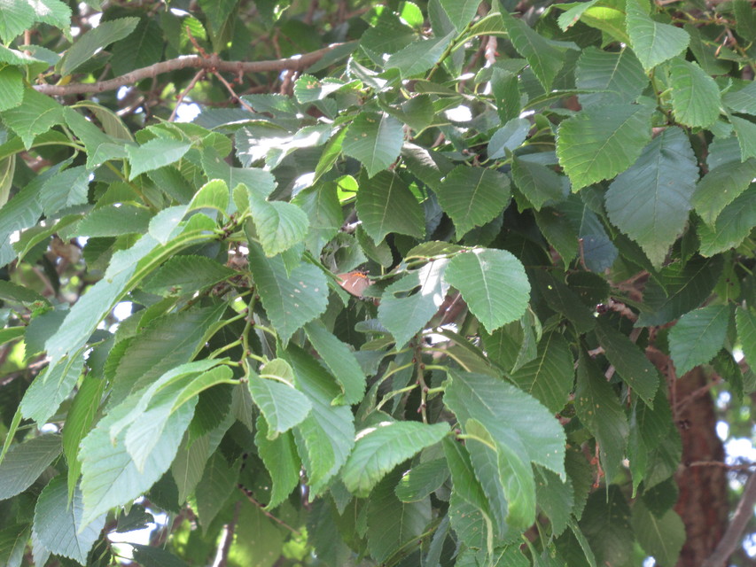 Satyrium w-album - szilfa-csücsköslepke