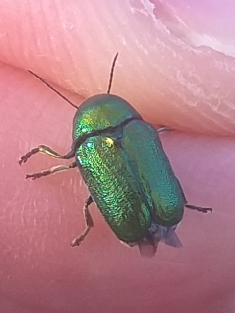 Cryptocephalus sericeus - nagy fészkesbogár