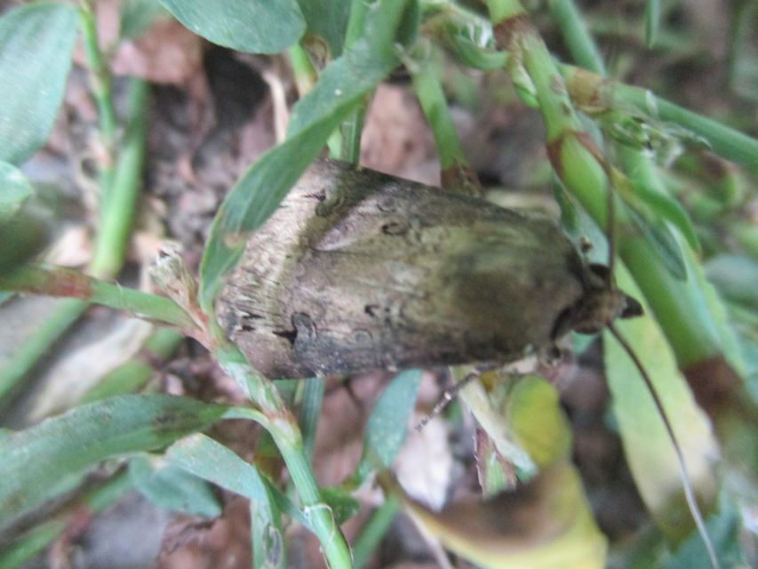 Agrotis ipsilon - nagy földibagoly