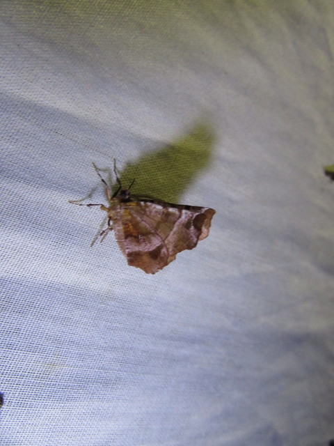 Selenia dentaria - kétfoltos holdasaraszoló
