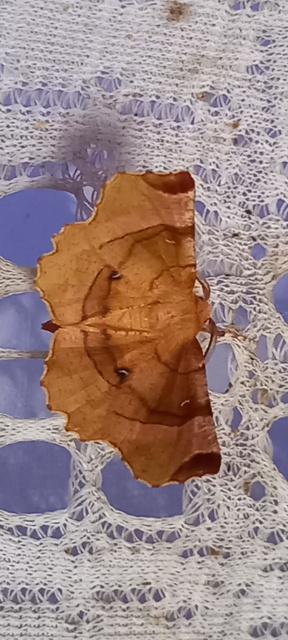 Selenia lunularia - egyfoltos holdasaraszoló