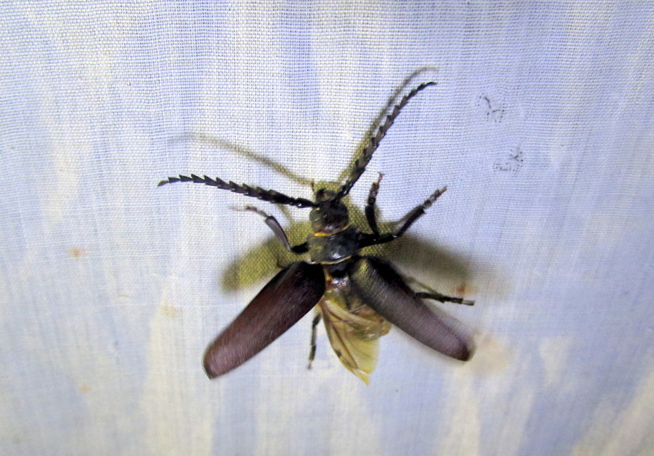 Prionus coriarius - csőszcincér