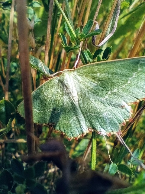 Thalera fimbrialis - csipkésszélű zöldaraszoló