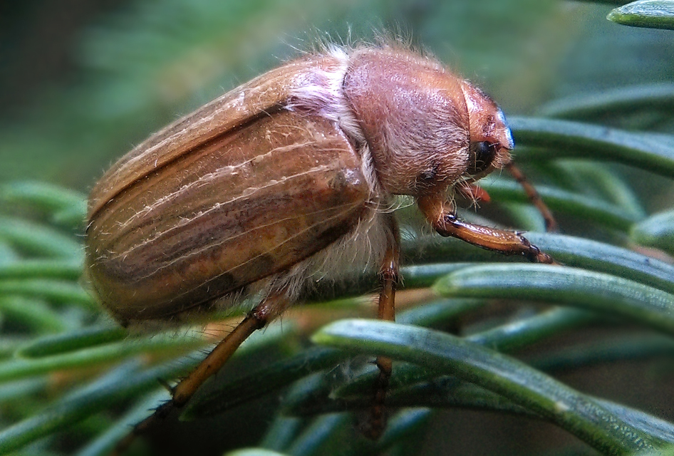 Amphimallon solstitiale - bordás sárgacserebogár