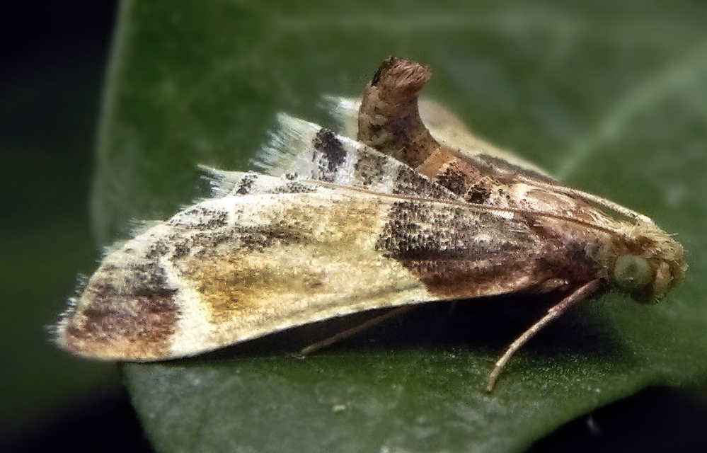 Pyralis farinalis - lisztilonca