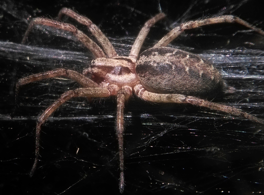 Agelena labyrinthica - illó tölcsérpók