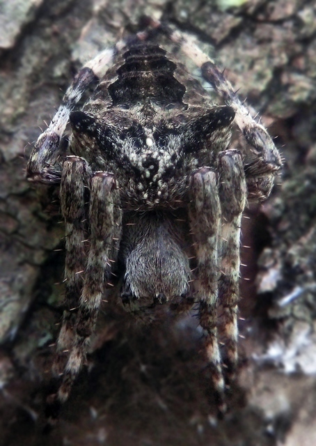 Araneus circe/angulatus