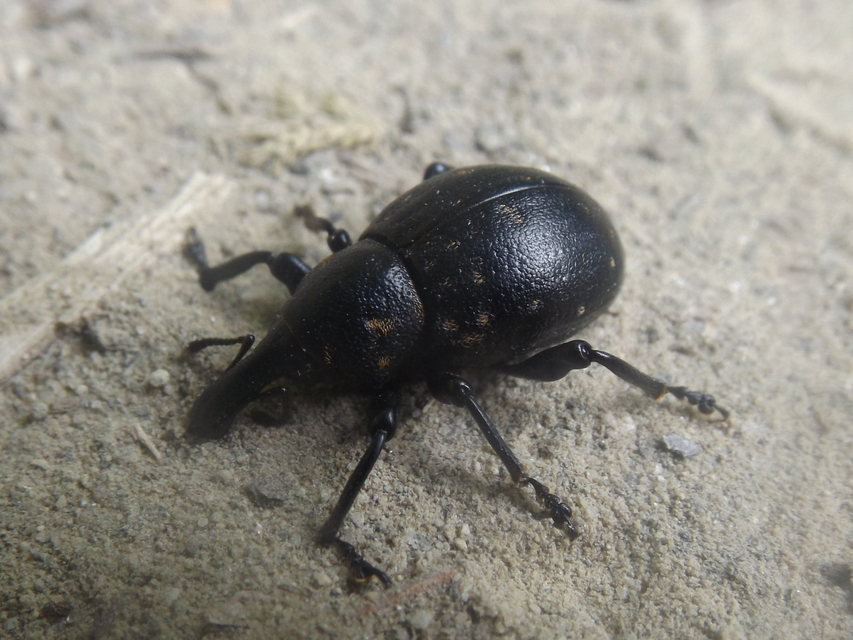 Liparus germanus - német acsalapuormányos