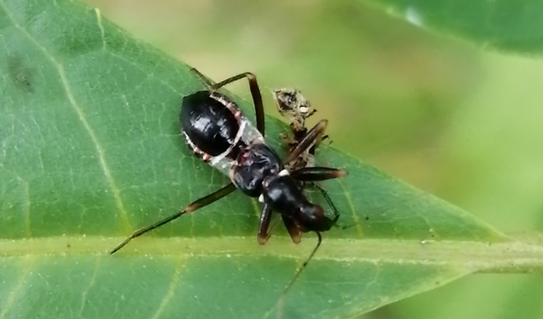 Himacerus mirmicoides - csalán-tolvajpoloska