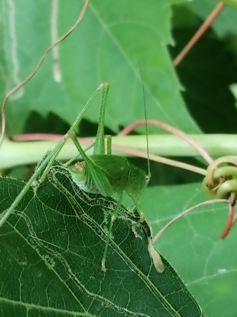 Phaneroptera nana - pontozott repülőszöcske