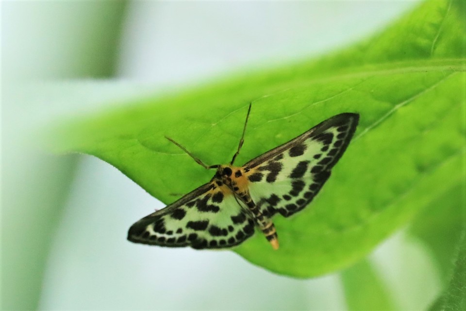 Anania hortulata - tarka csalánmoly