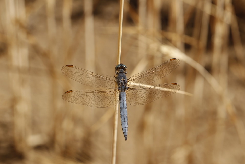 Orthetrum coerulescens - karcsú pásztorszitakötő