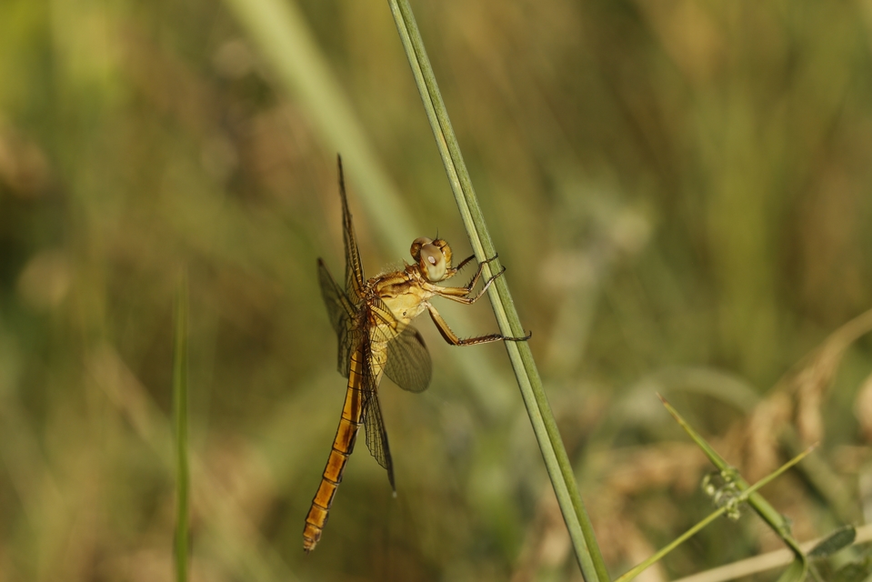 Orthetrum coerulescens - karcsú pásztorszitakötő