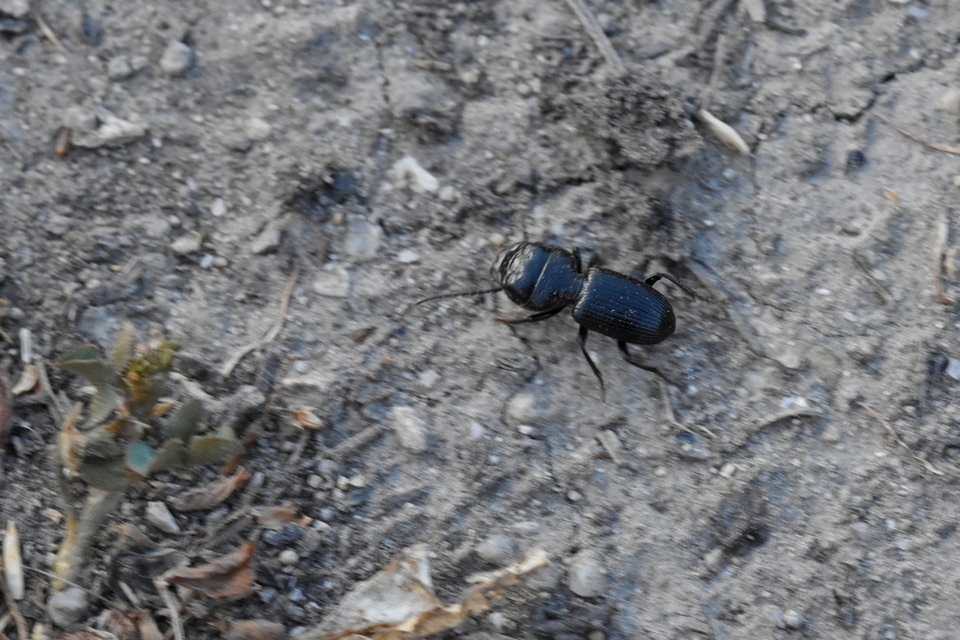 Dixus clypeatus - pajzsosnyakú futó