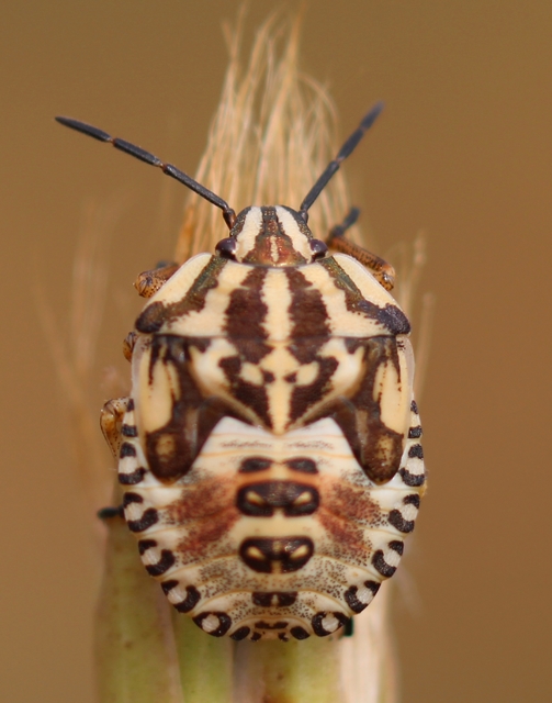 Carpocoris
