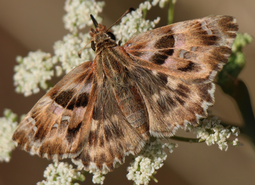 Carcharodus alceae - mályva-busalepke