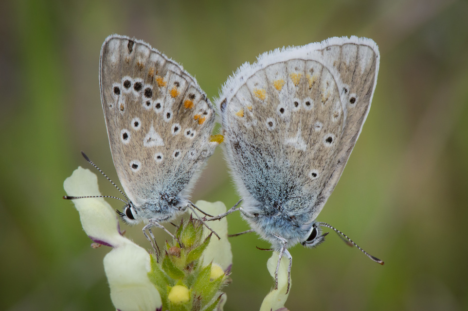 Polyommatus dorylas - fénylő boglárka
