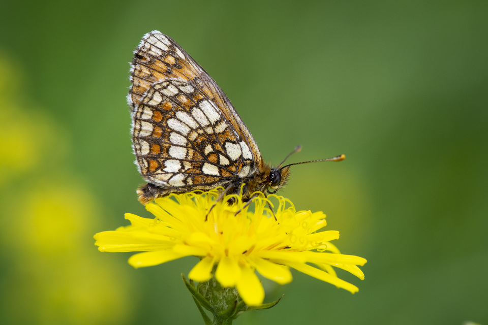 Melitaea aurelia - recés tarkalepke