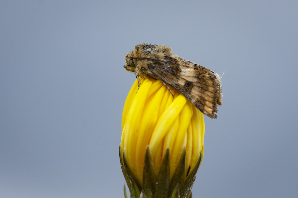 Schinia cardui - keserűgyökér-nappalibagoly