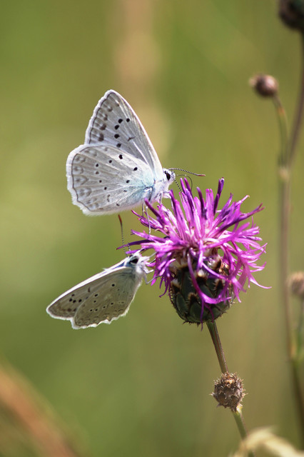 Polyommatus daphnis - csipkés boglárka