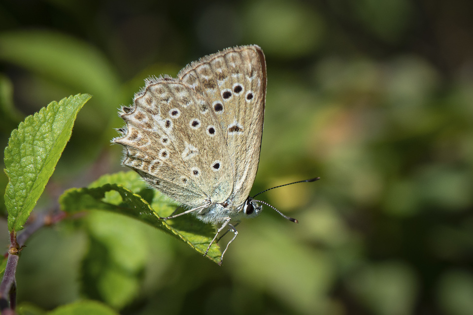 Polyommatus daphnis - csipkés boglárka