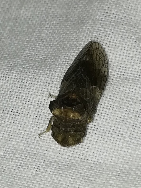 Ledra aurita - füleskabóca