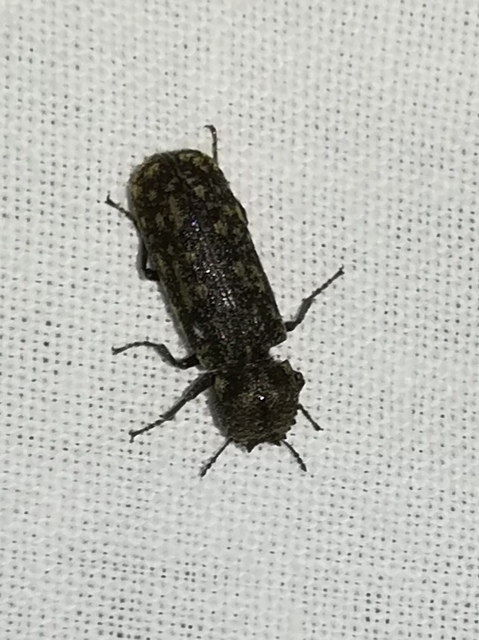 Lichenophanes varius - tarka csuklyásszú