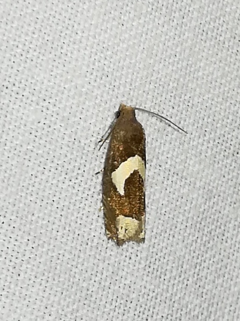 Epiblema foenella - kampósfoltú tükrösmoly