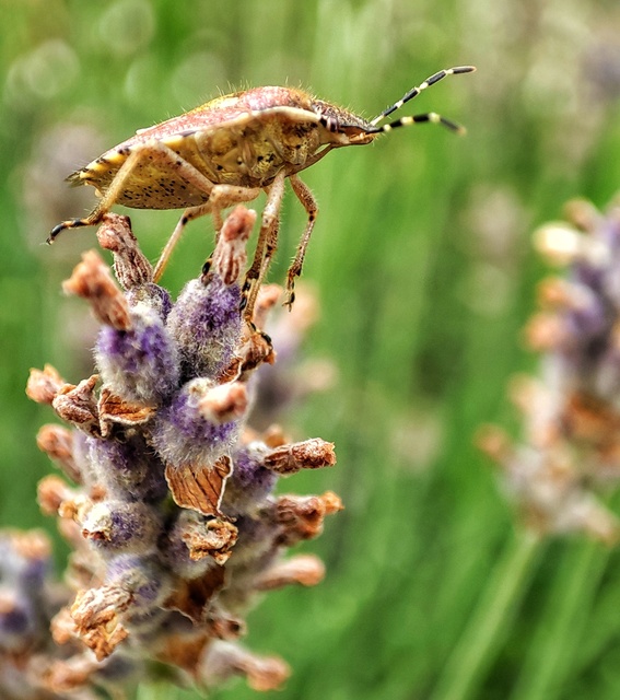Dolycoris baccarum - közönséges bogyómászó-poloska