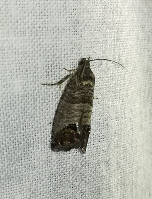 Cydia pomonella/pyrivora