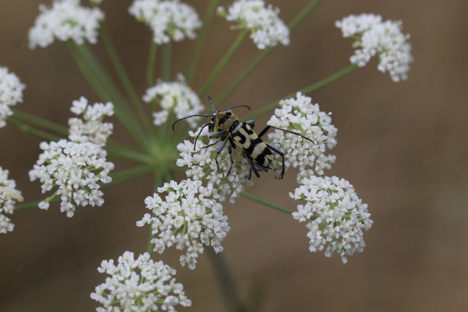 Chlorophorus varius - díszes darázscincér