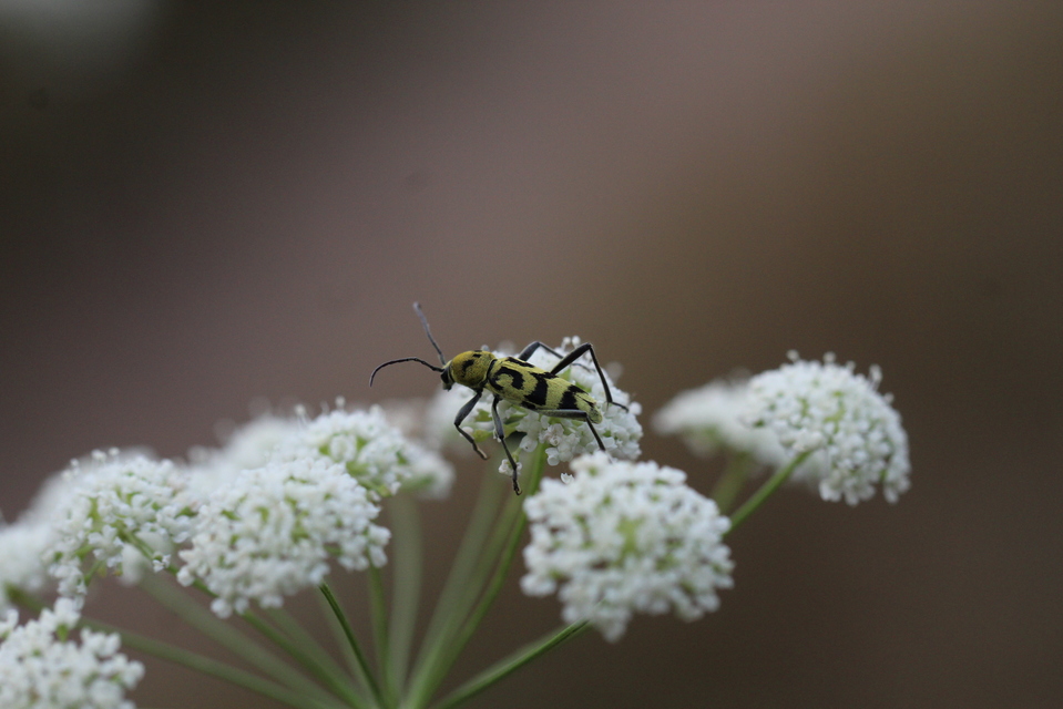 Chlorophorus varius - díszes darázscincér