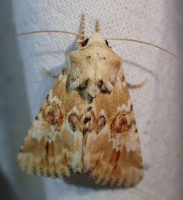 Eremobia ochroleuca - déli kockásbagoly