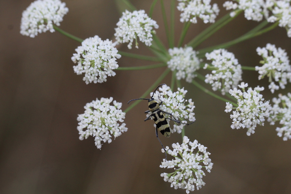 Chlorophorus varius - díszes darázscincér