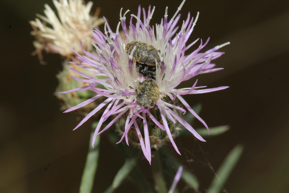 Larinus obtusus - imola-púderbarkó