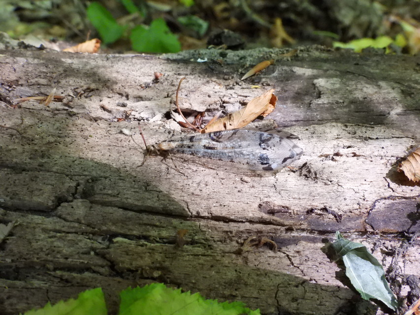 Dendroleon pantherinus - párducfoltos hangyaleső
