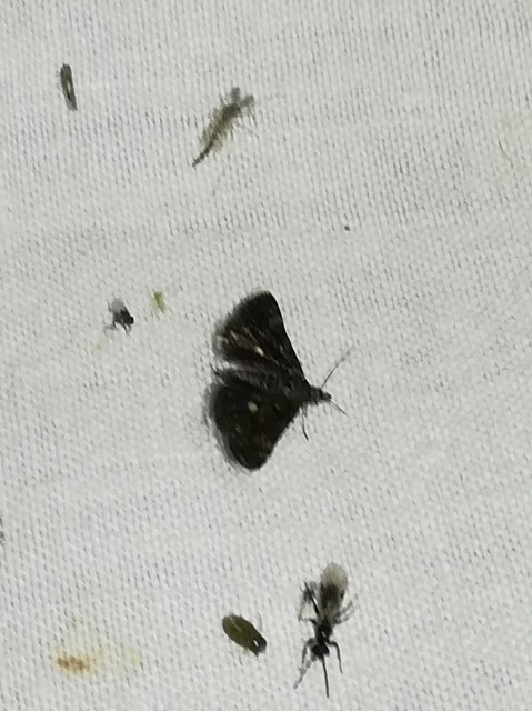 Heliothela wulfeniana - fényes kormosmoly