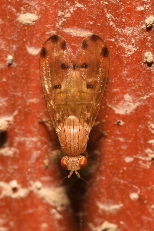 Meiosimyza decempunctata