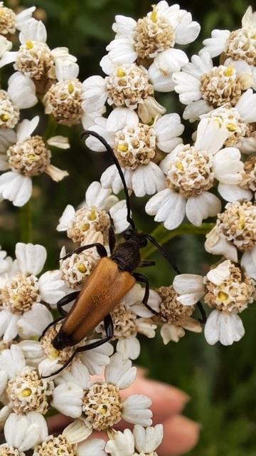 Stictoleptura fulva - vörhenyes virágcincér