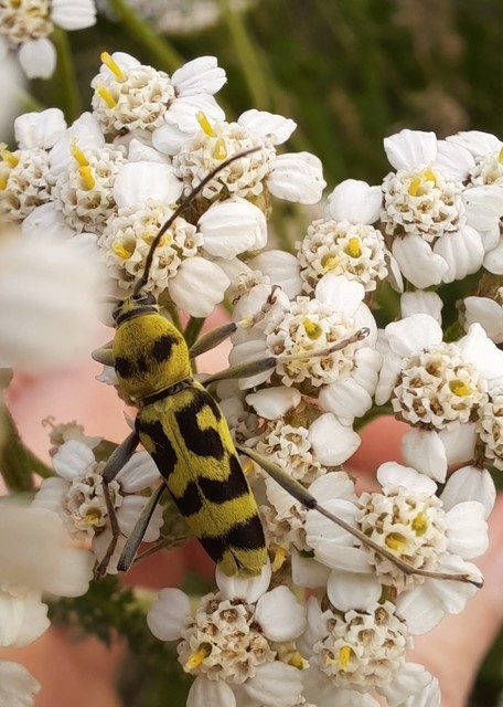 Chlorophorus varius - díszes darázscincér