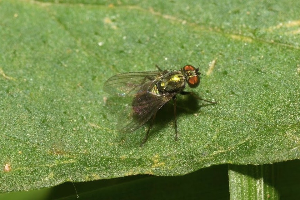Chrysotus