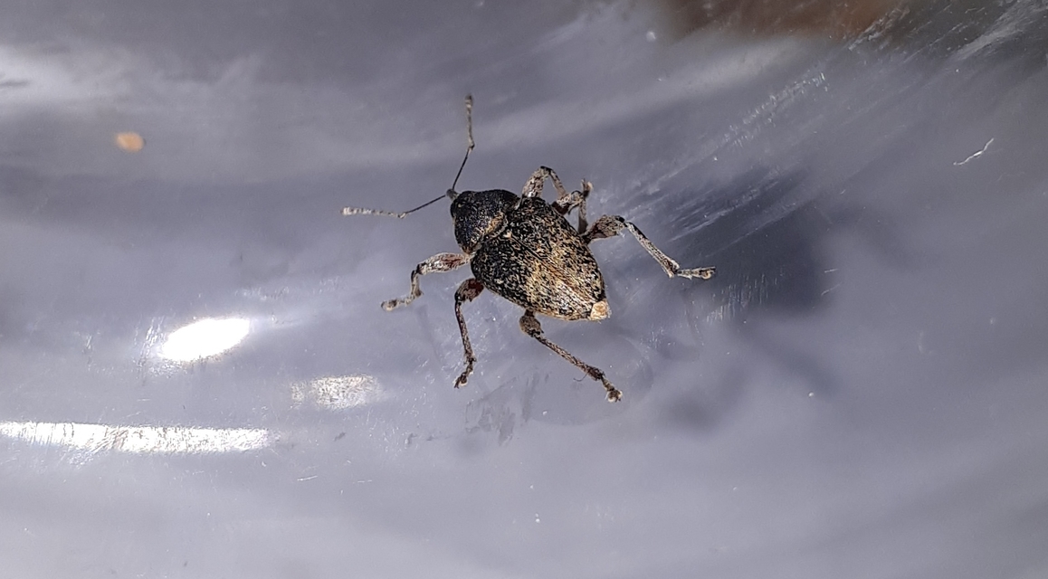 Curculio glandium - tölgymakkzsuzsóka