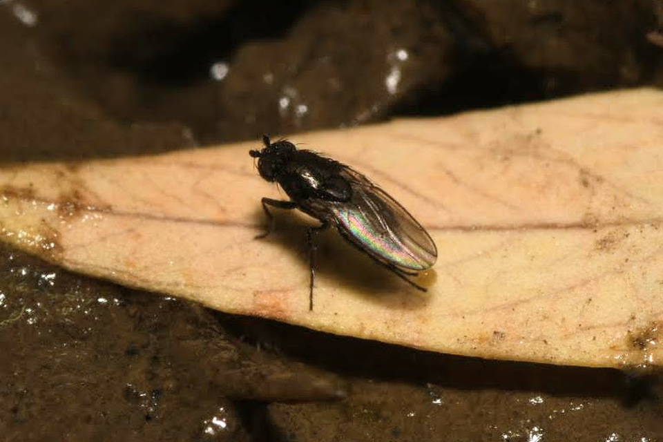 Sphaeroceridae - trágyalegyek