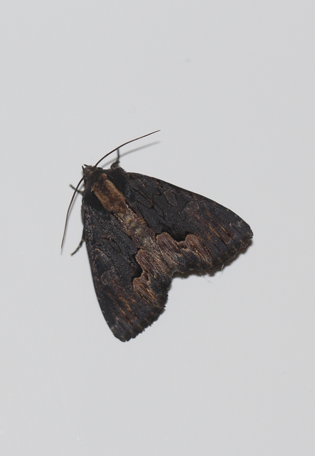 Dypterygia scabriuscula - szurokbarna nyáribagoly