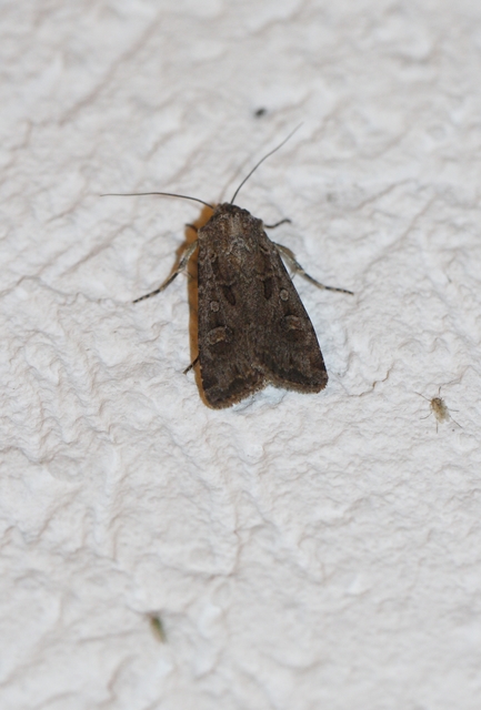 Euxoa tritici/nigrofusca/eruta