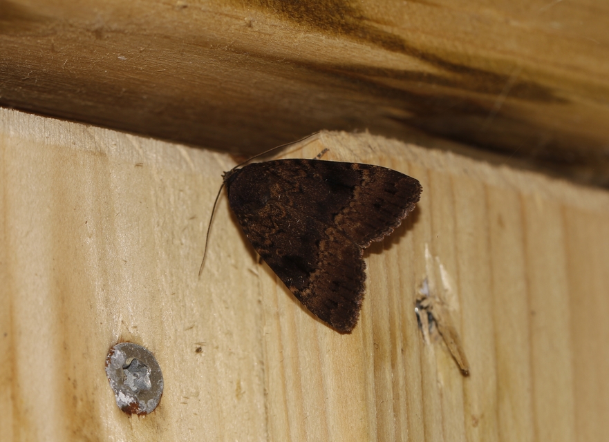 Amphipyra berbera/pyramidea